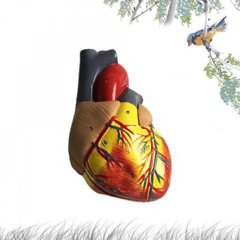 Human Heart Model Anatomical Detachable Science Model