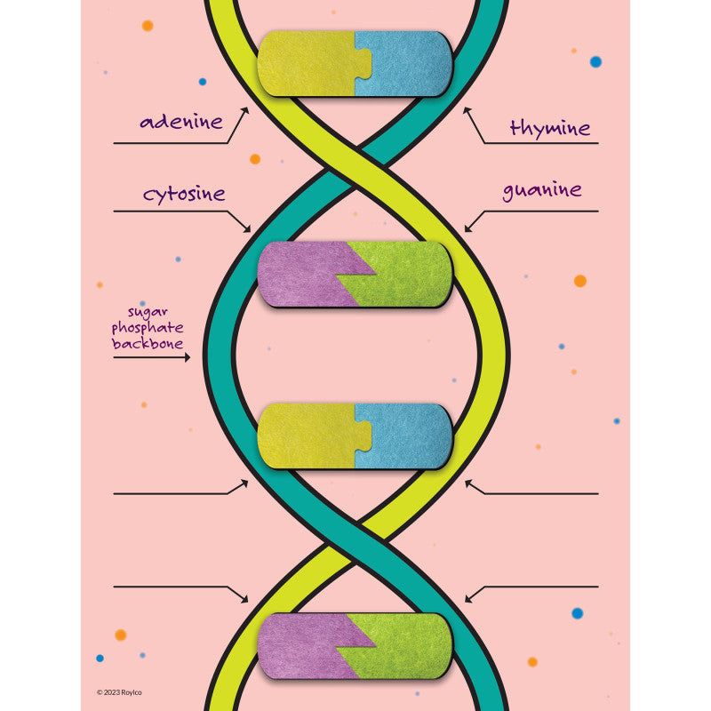 DNA BUILDER SCIENCE KIT