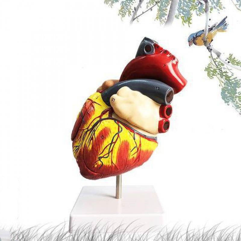 Human Heart Model Anatomical Detachable Science Model